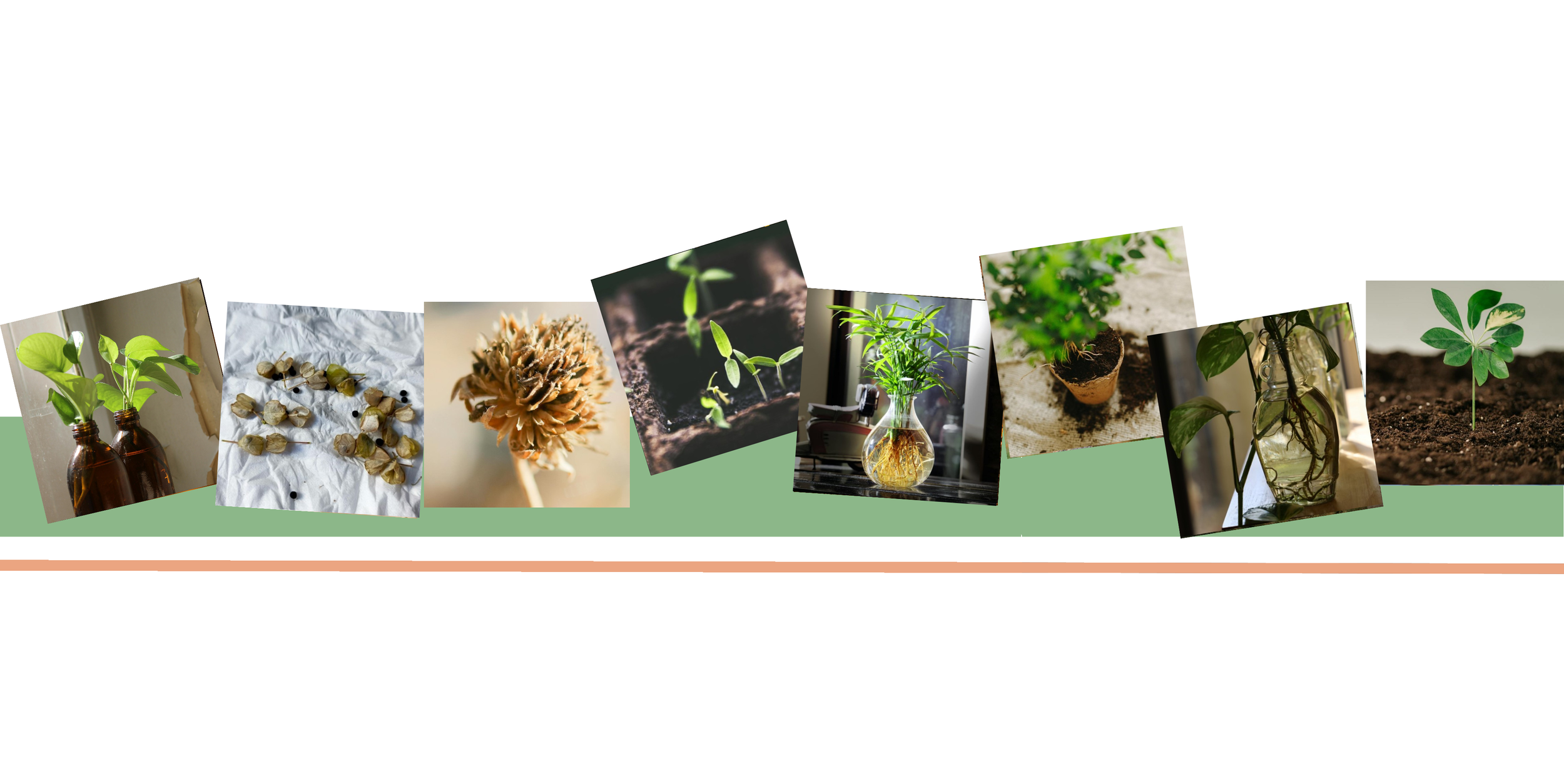 A collage of images showing the growth and development of plants from seedlings to mature plants, including containers, roots, soil, and plant parts.