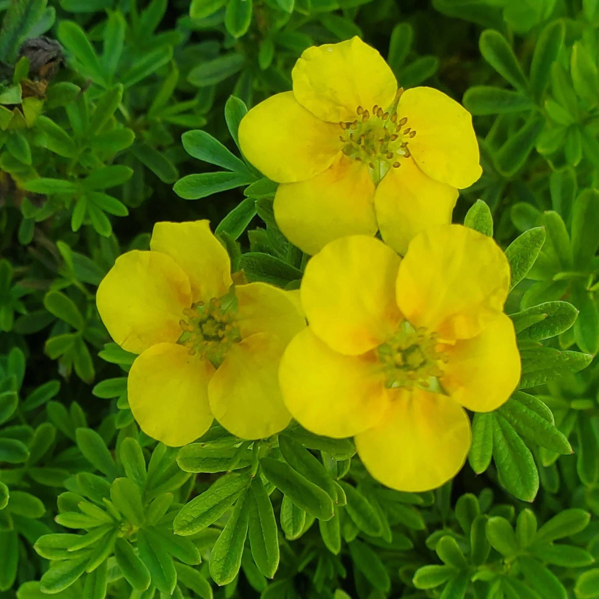 Beehappy yellow potintilla1.jpeg