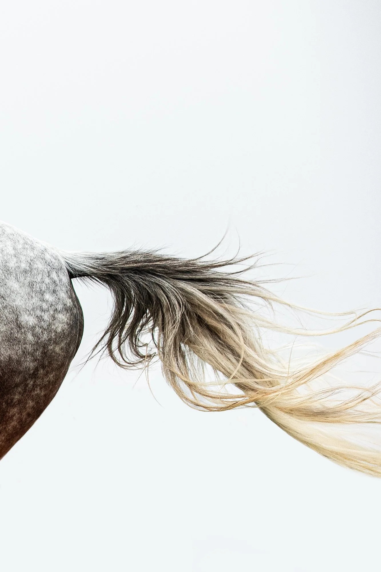 horse tail.jpg