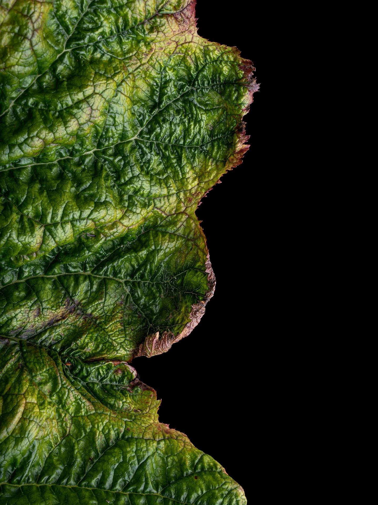 MD the view from the garden 3.jpg