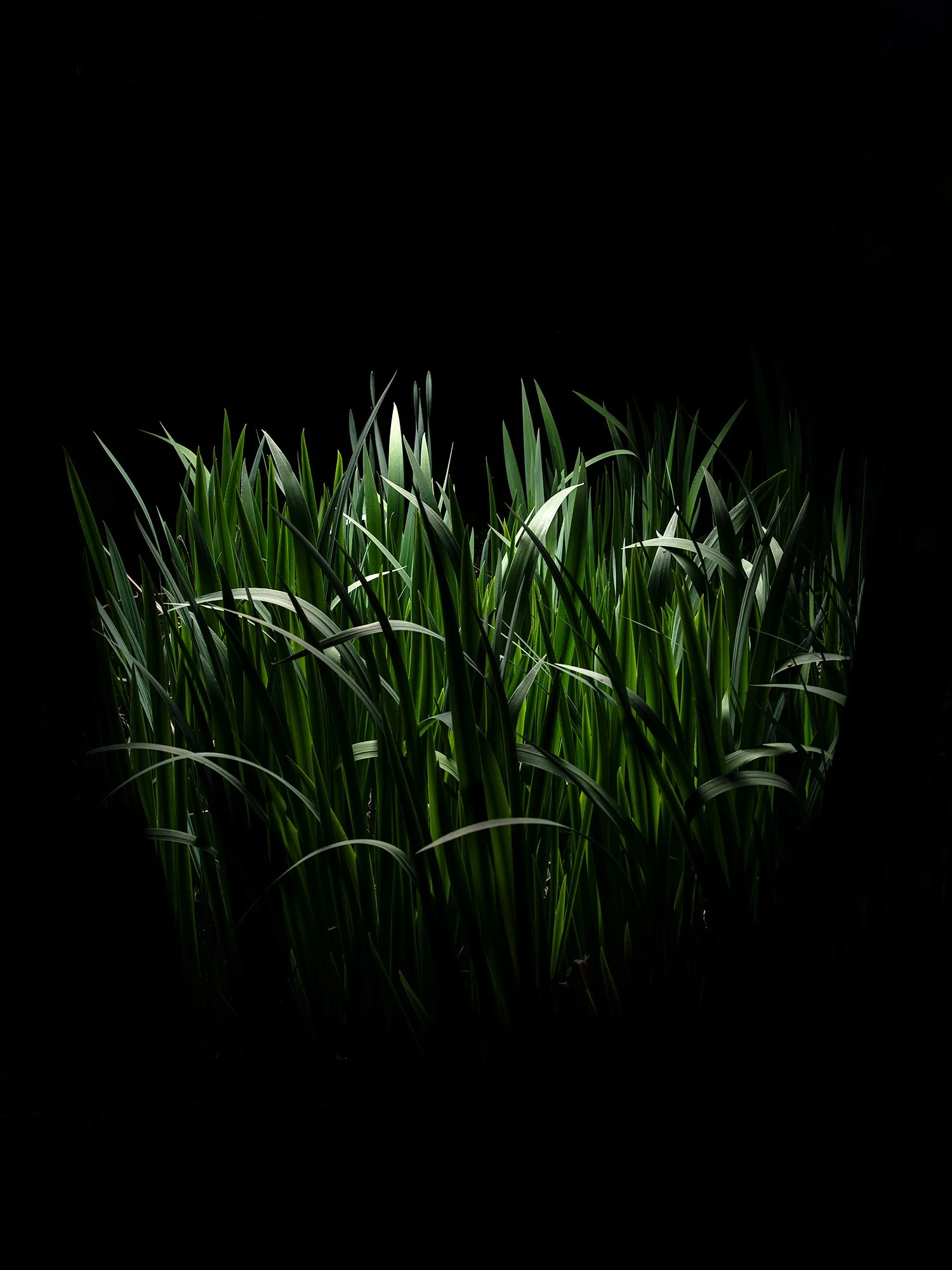 _IMG9455-Edit-Edit.jpg