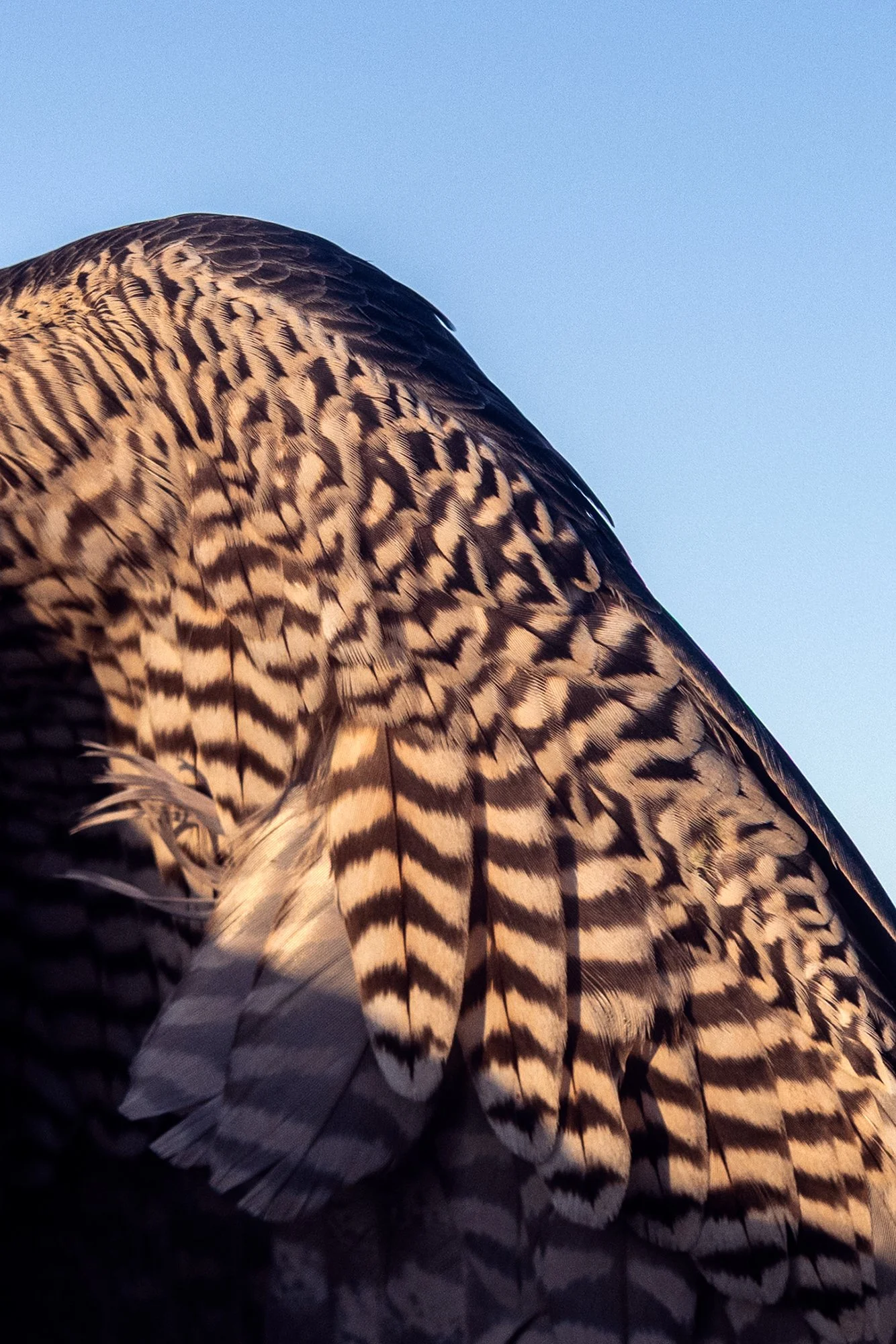 Megan Dickson Falcon.jpg