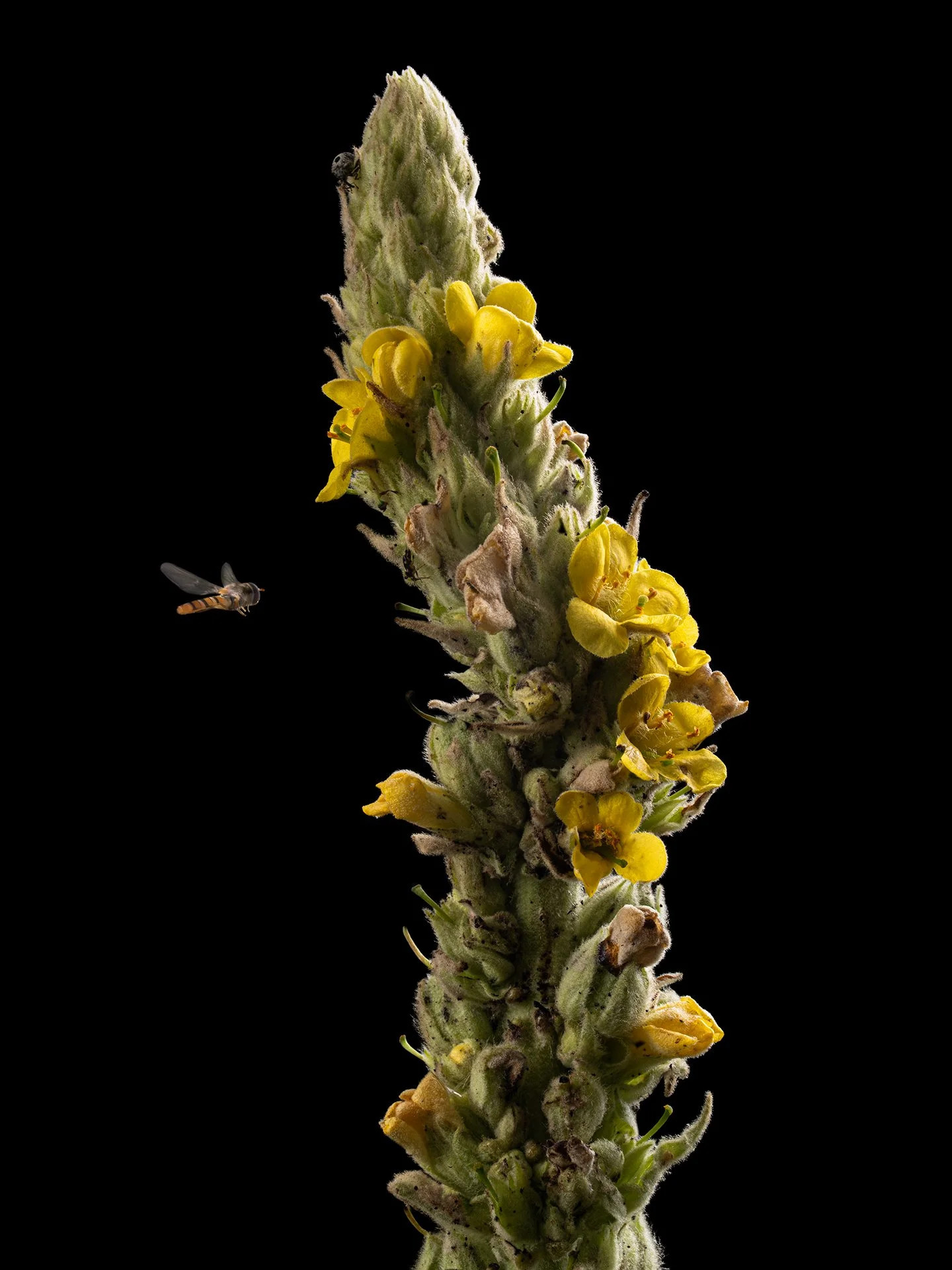 MD the view from the garden 4.jpg