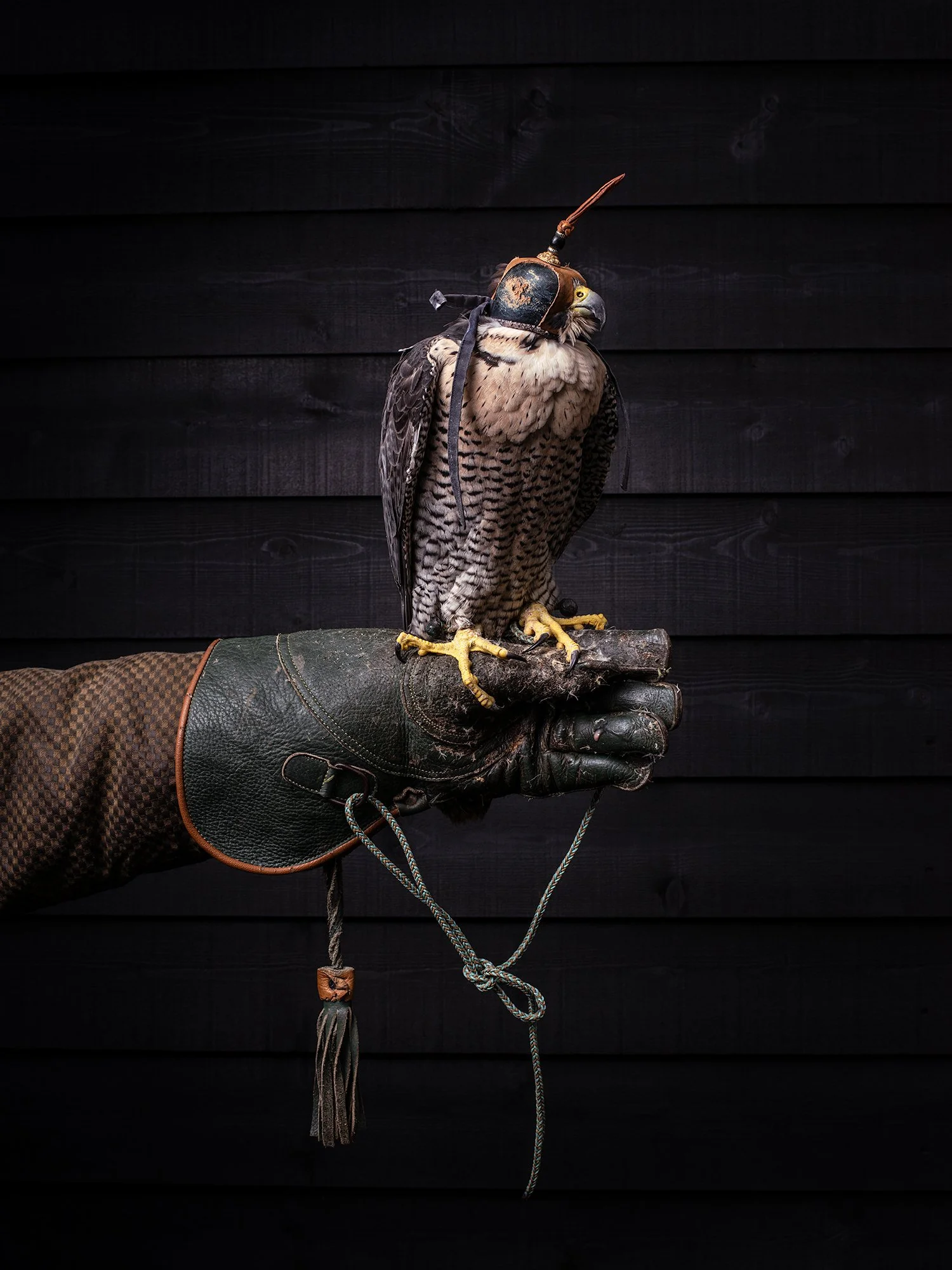 Falcon on Fist - Megan Dickson.jpg