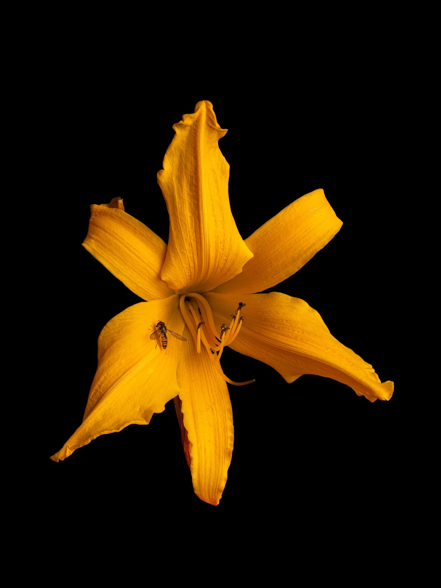 MD the view from the garden 1.jpg