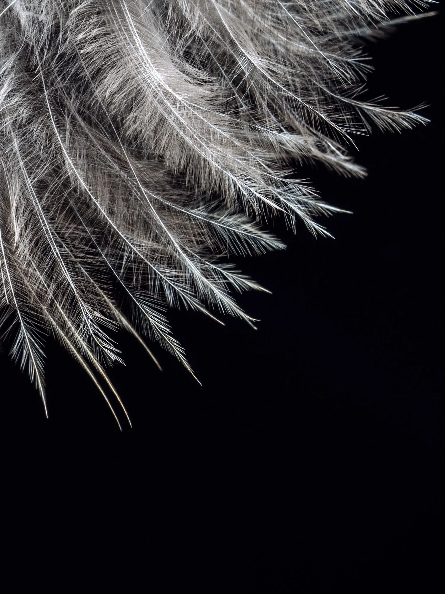 feather 1.jpg