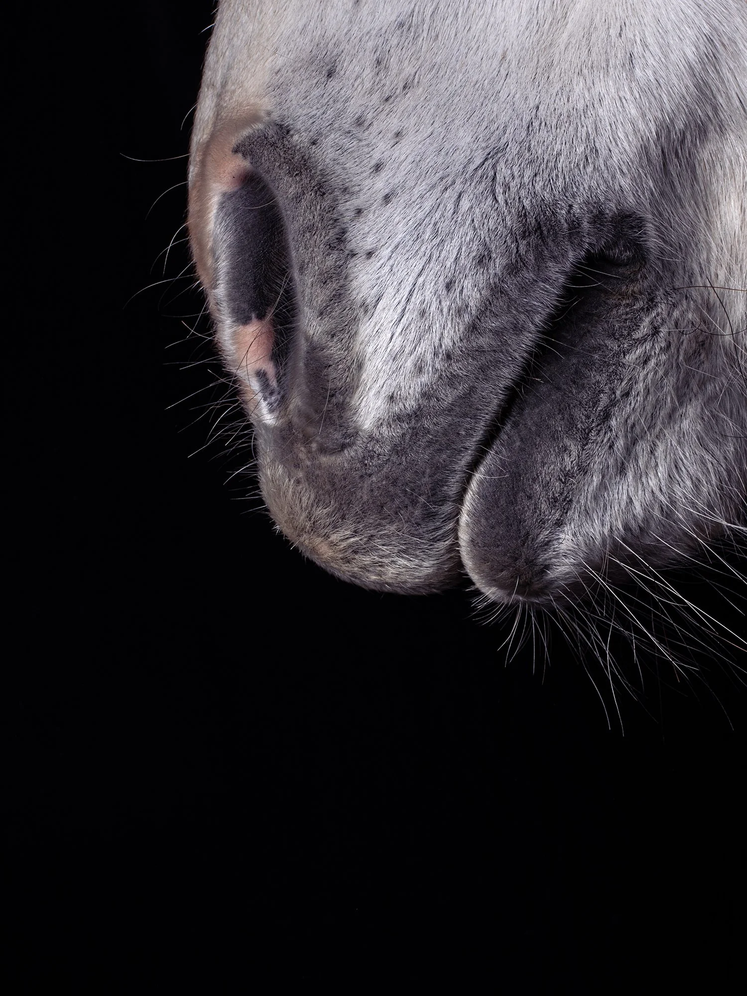 Megan Dickson horse.jpg