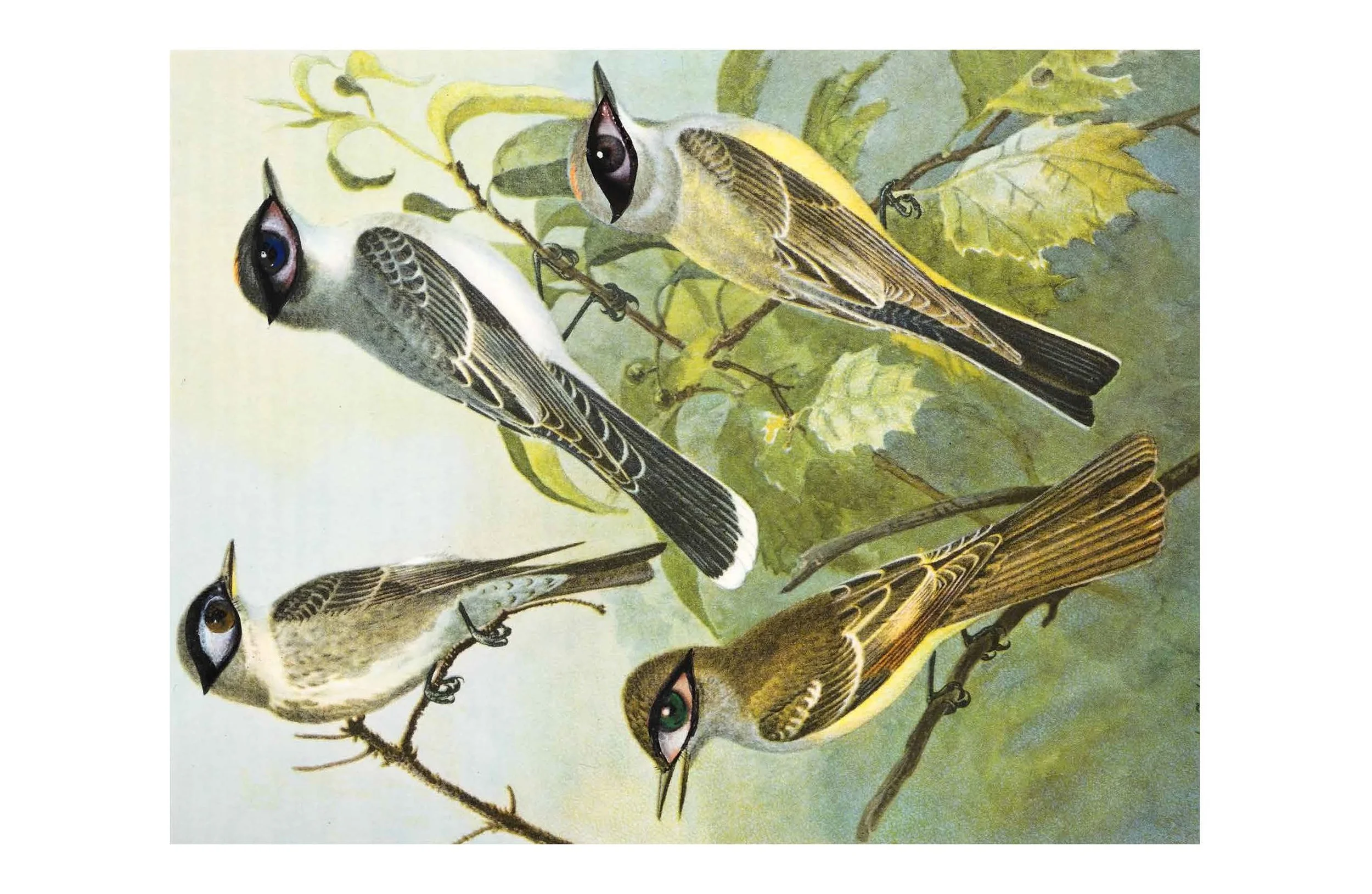 apophenia-press_cradling-the-singing-bird_book_scroll-1A.jpg