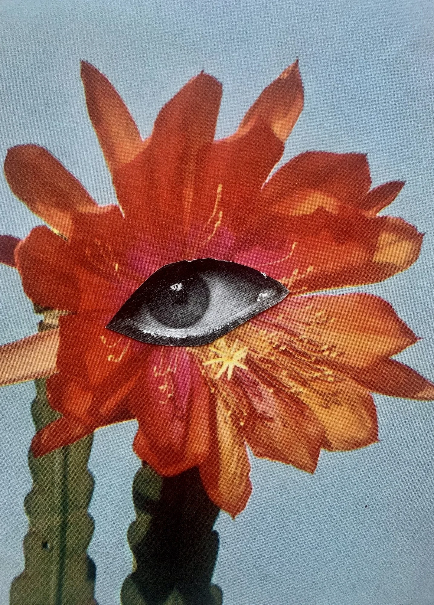 julie-wolfe_apophenia-press_assemblages_PL4.jpeg