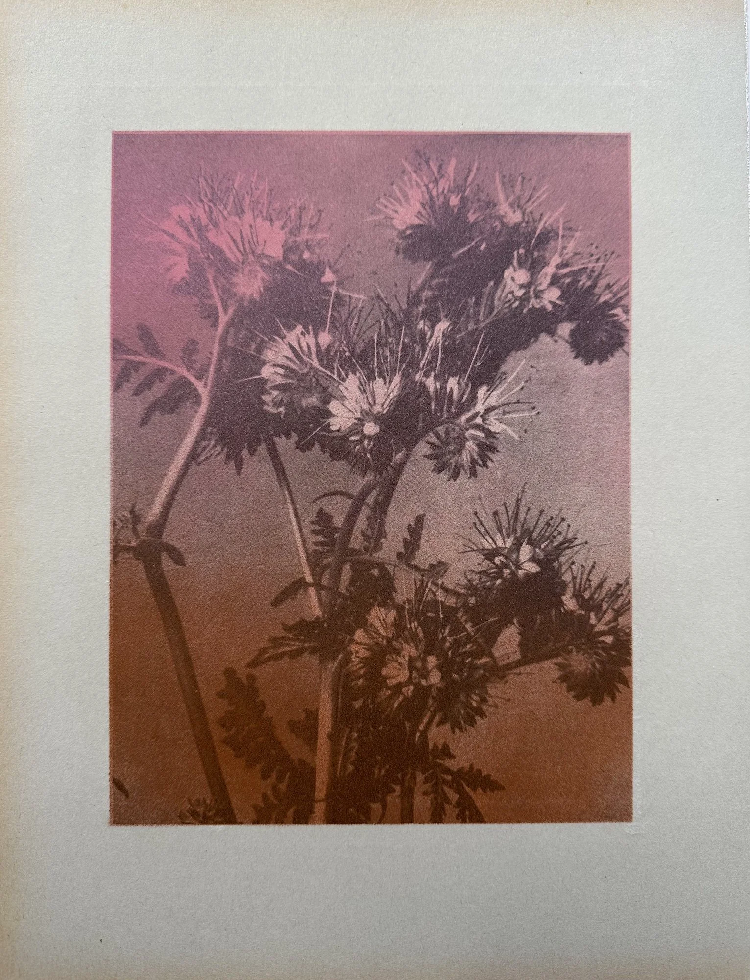 julie-wolfe_apophenia-press_book-pages_24.jpeg