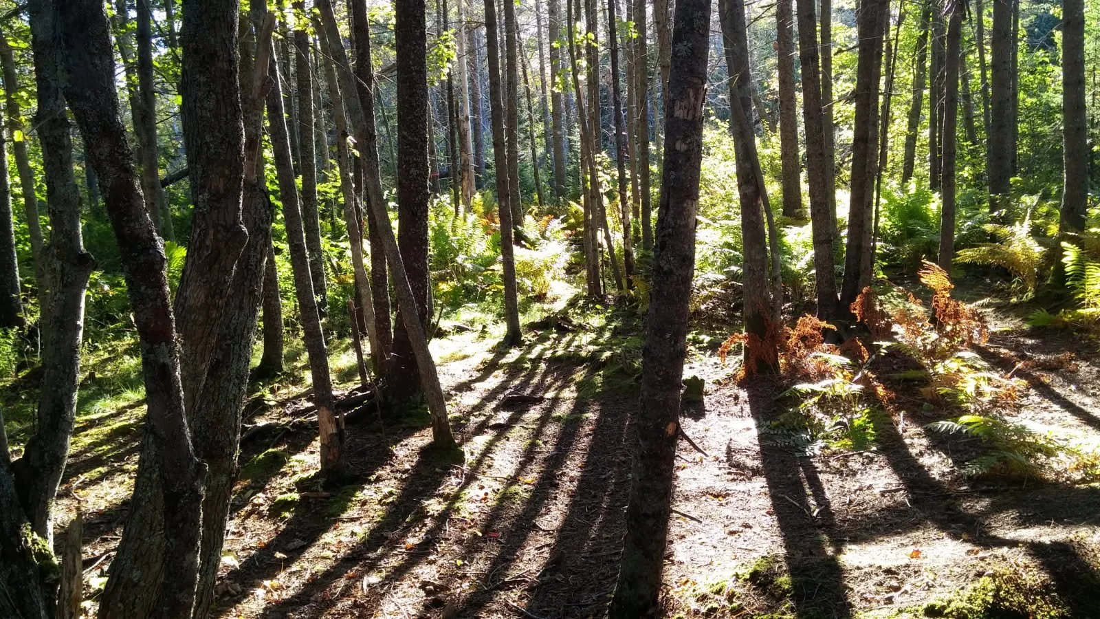 Lepage Health Services | Integrated Care for First Nations in Northern Ontario