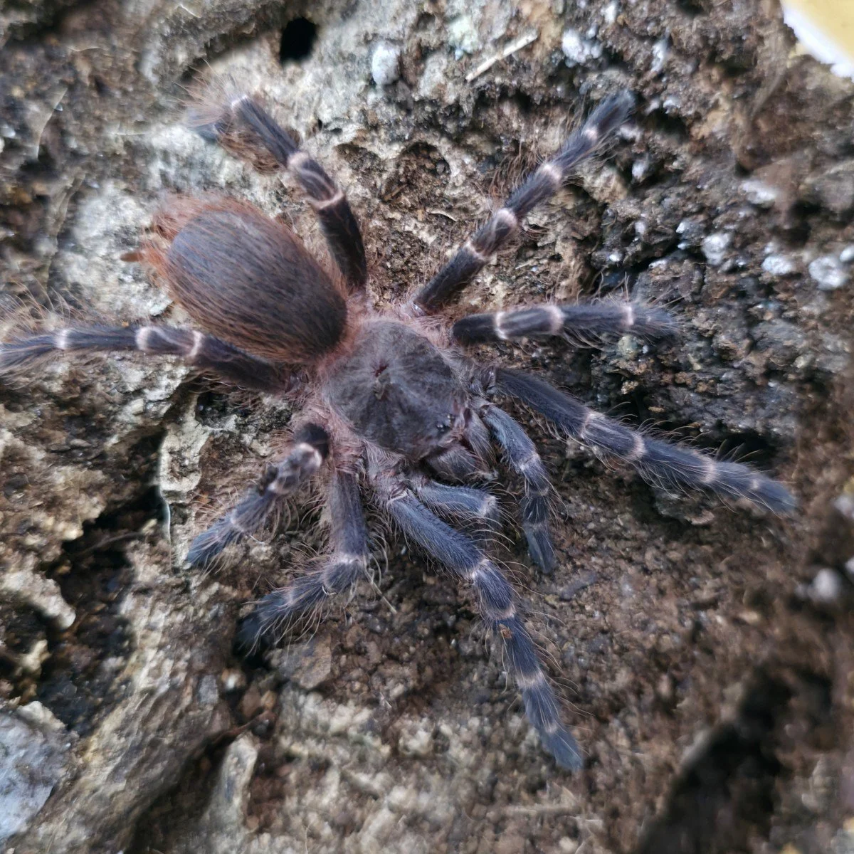 Nhandu cerradensis (Brazilian Red Hair) Juvenile Female 6-7cm