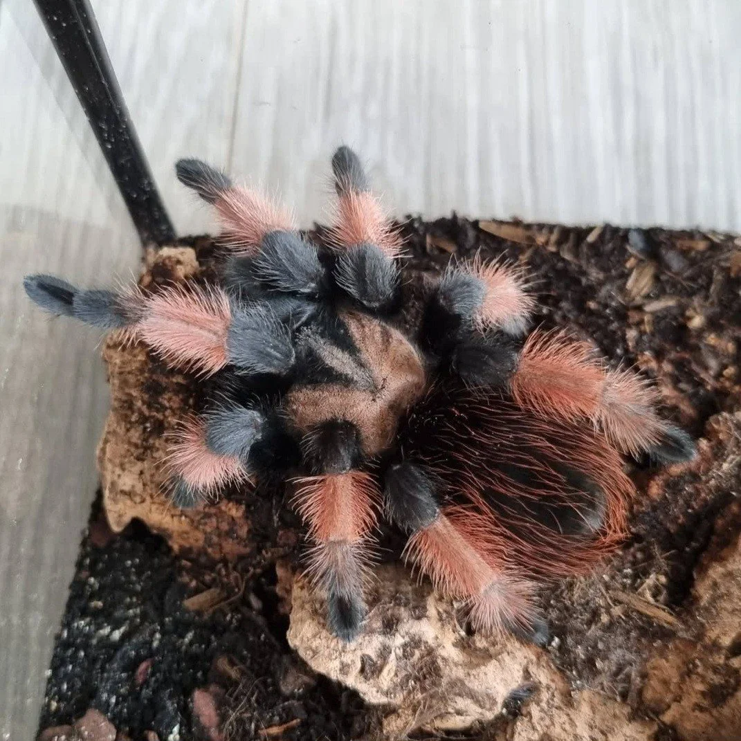 brachypelma-emilia-mexican-redleg-2.jpg