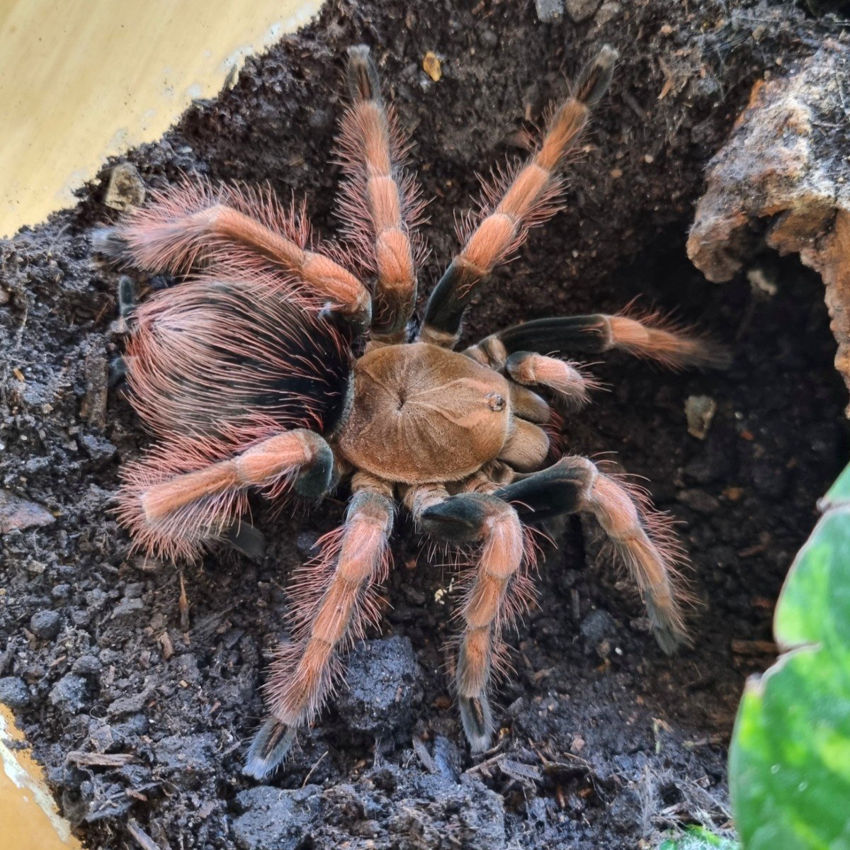 pamphobeteus-sp-light-2.jpg
