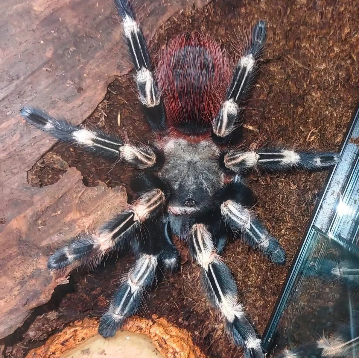 Vitalius chromatus (Brazilian Red And White) Adult Female