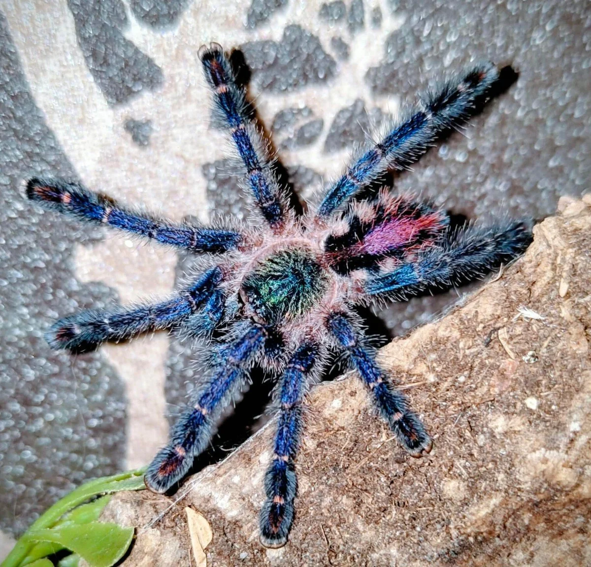 Ybyrapora diversipes (Amazon Sapphire Pink Toe) Sling 2cm
