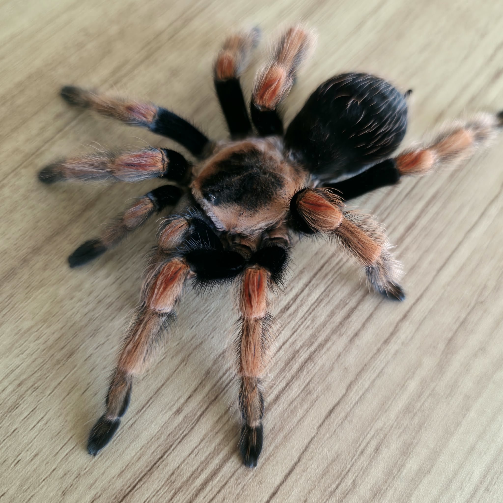 brachypelma-baumgarteni-1.jpeg