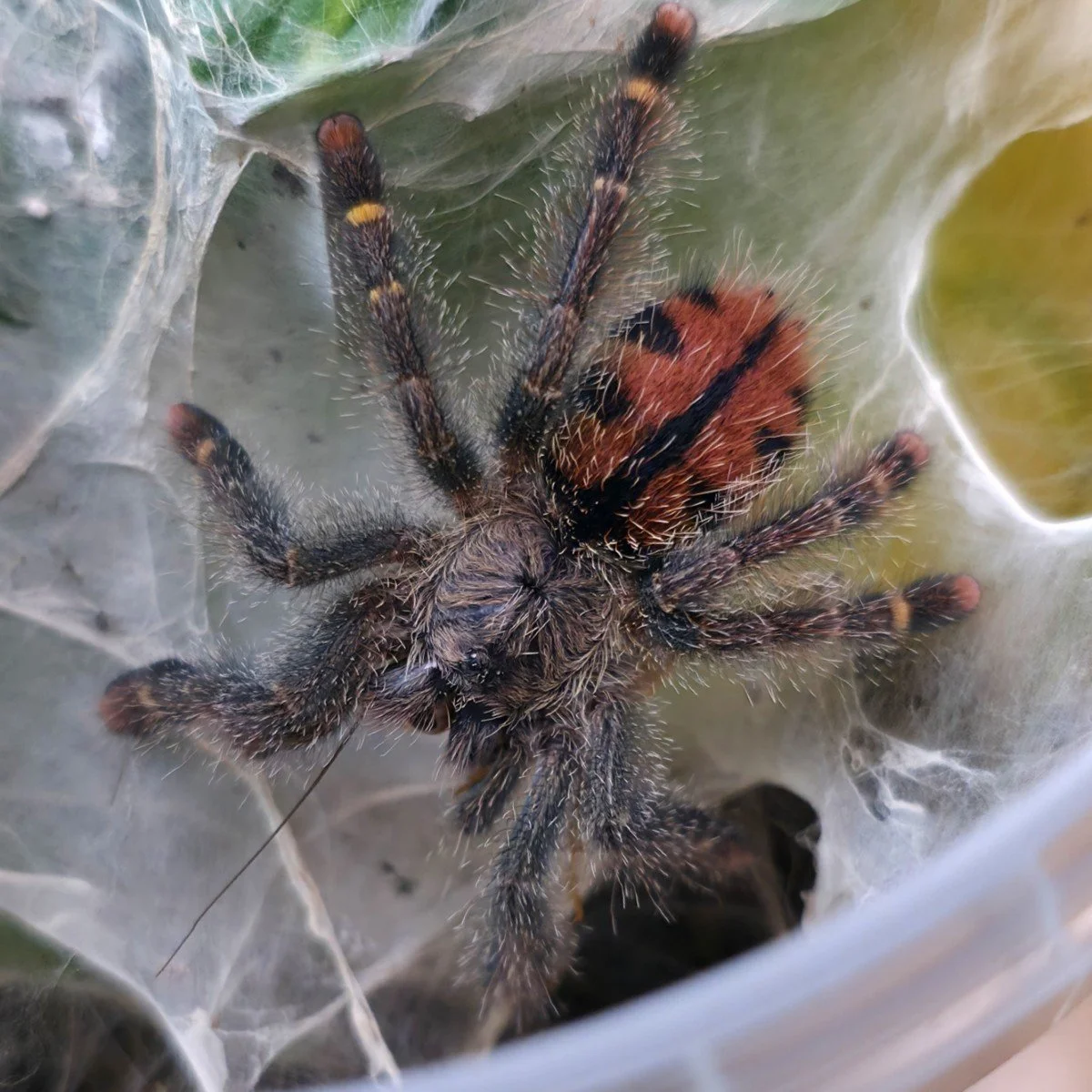 Avicularia rufa (Brazil) Juvenile Female 5-6cm