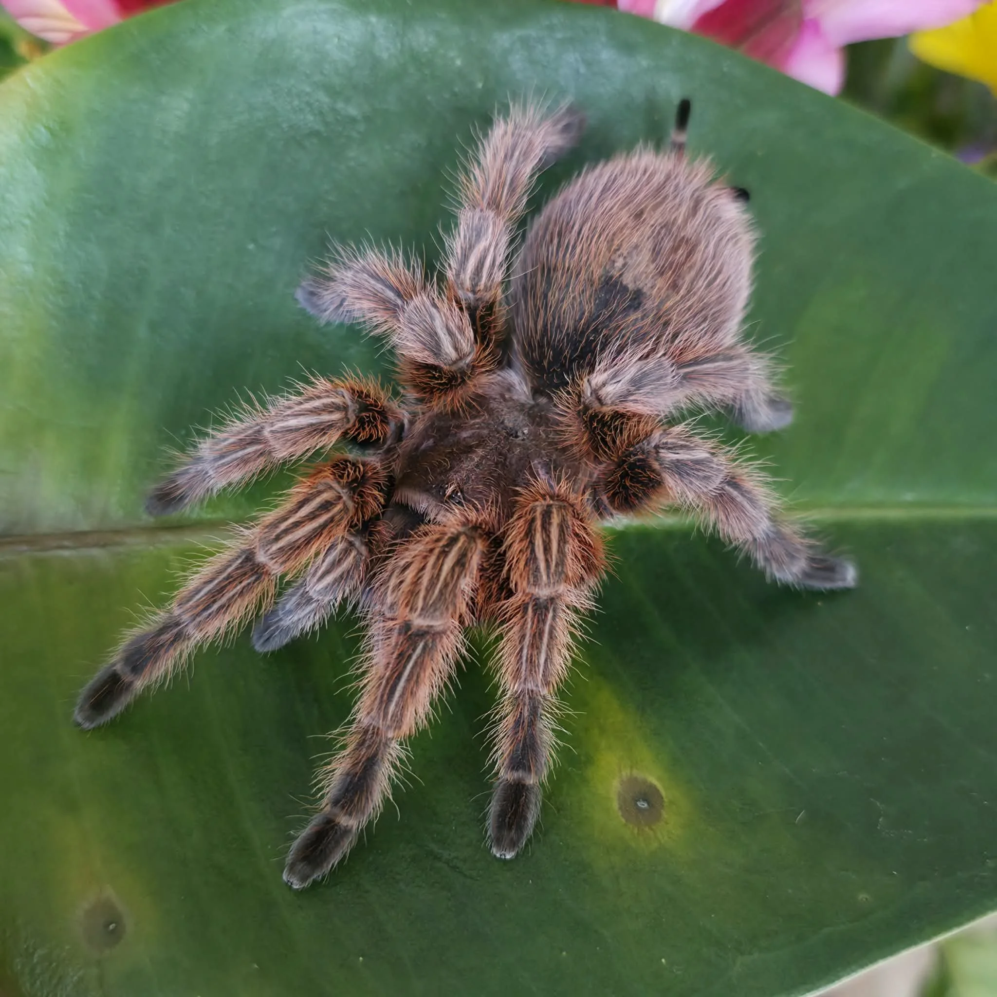 g-rosea-red-2.jpeg