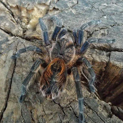 Euathlus sp. Tigre Azul Sling 0.5-1cm