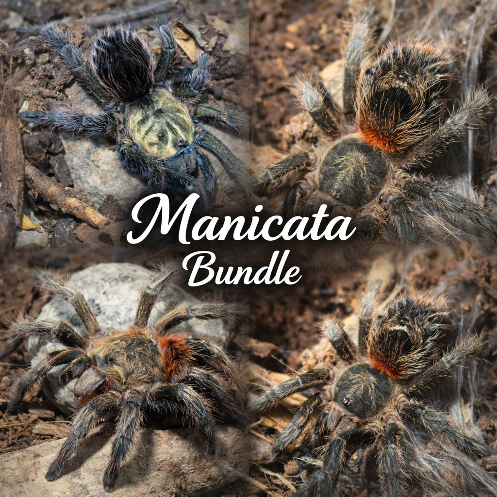Manicata (Bundle) Sling
