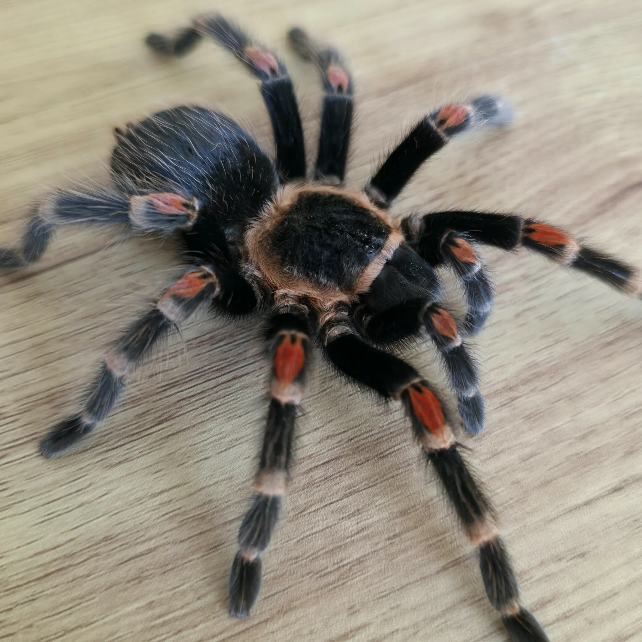 Brachypelma auratum (Mexican Flame Knee) Semi-Adult Female