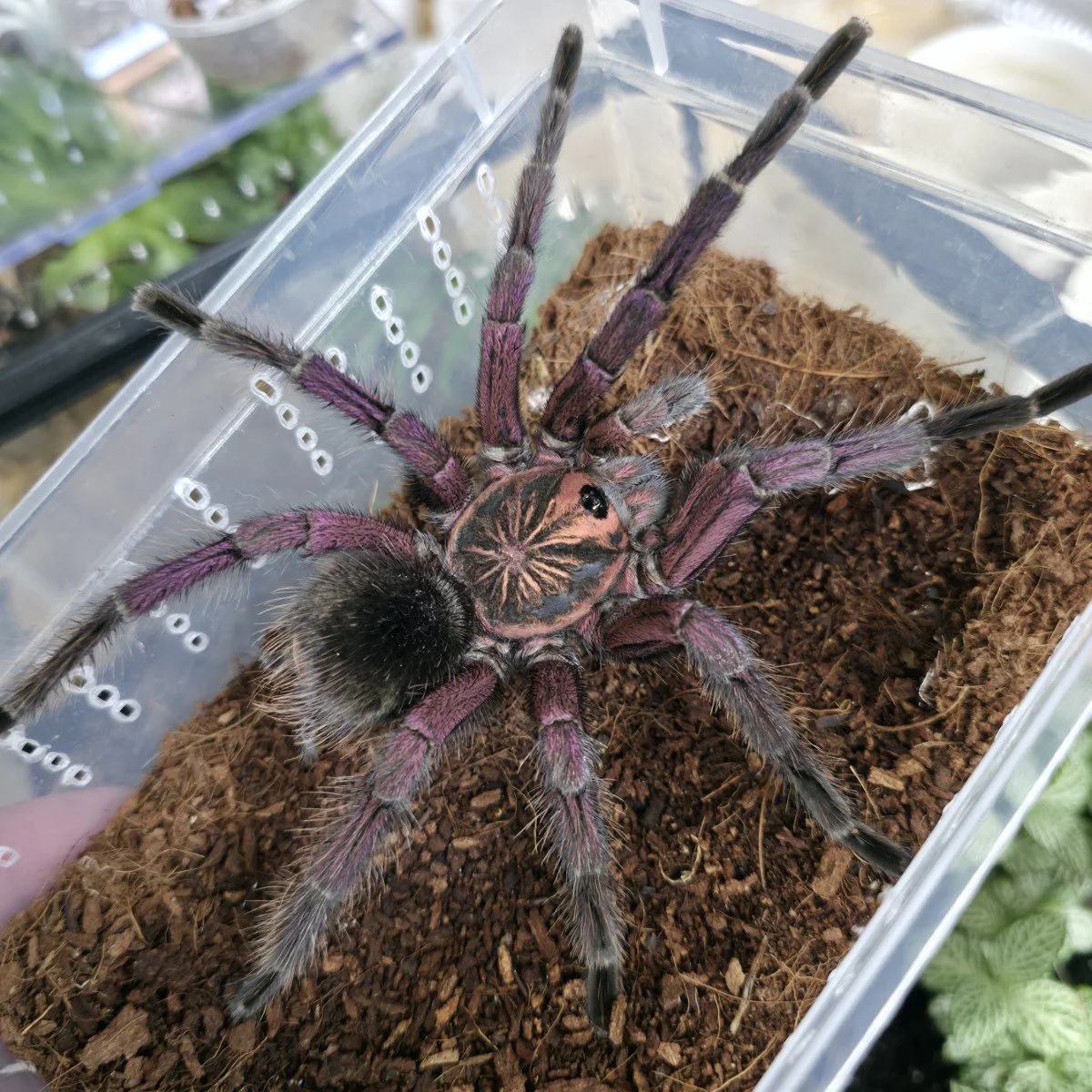 pamphobeteus-sp-nigricolour-mature.jpg