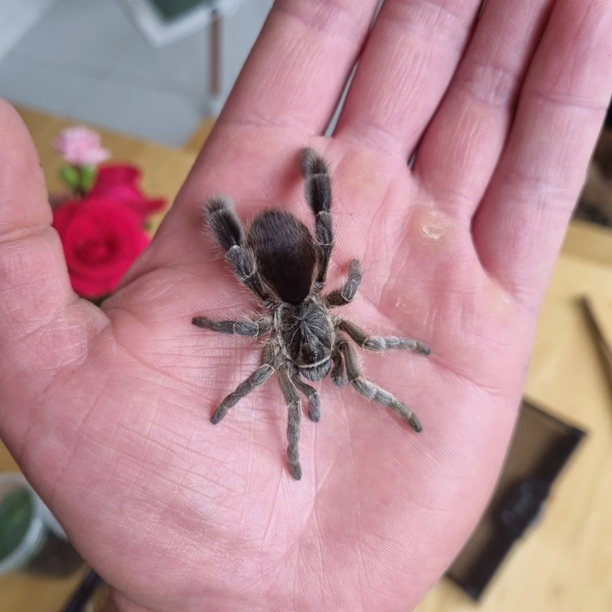 Eucratoscelus pachypus (Tanzanian Stout Leg Baboon) Sling 2cm