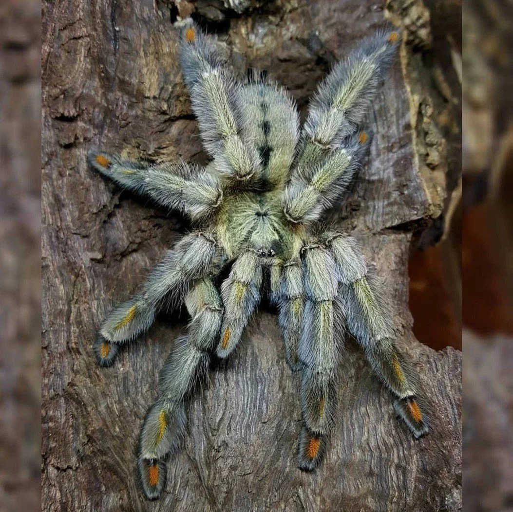 psalmopoeus-cambridgei-trinidad-chevron.jpg