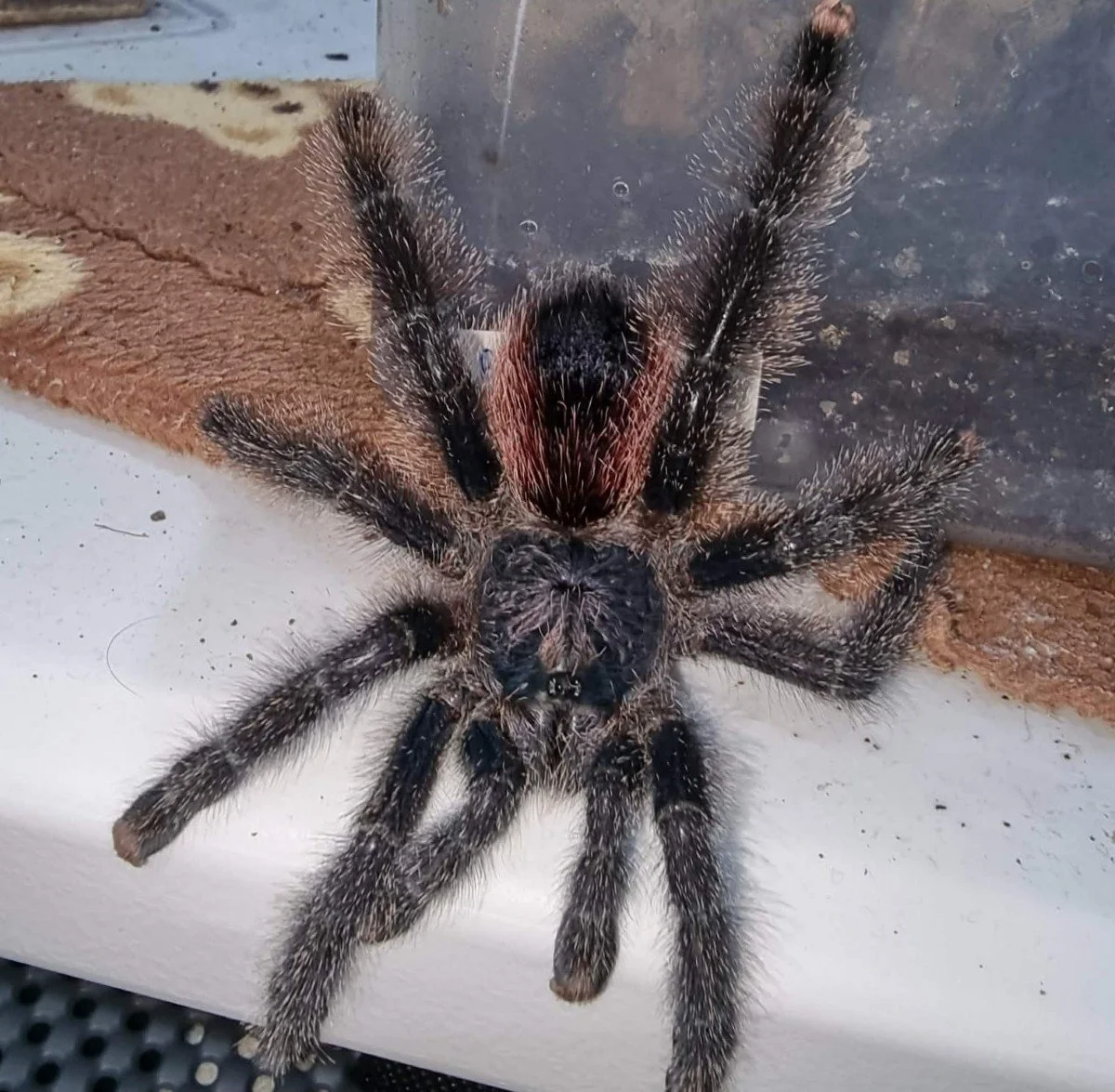Avicularia Peru Purple Juvenile 5-6cm