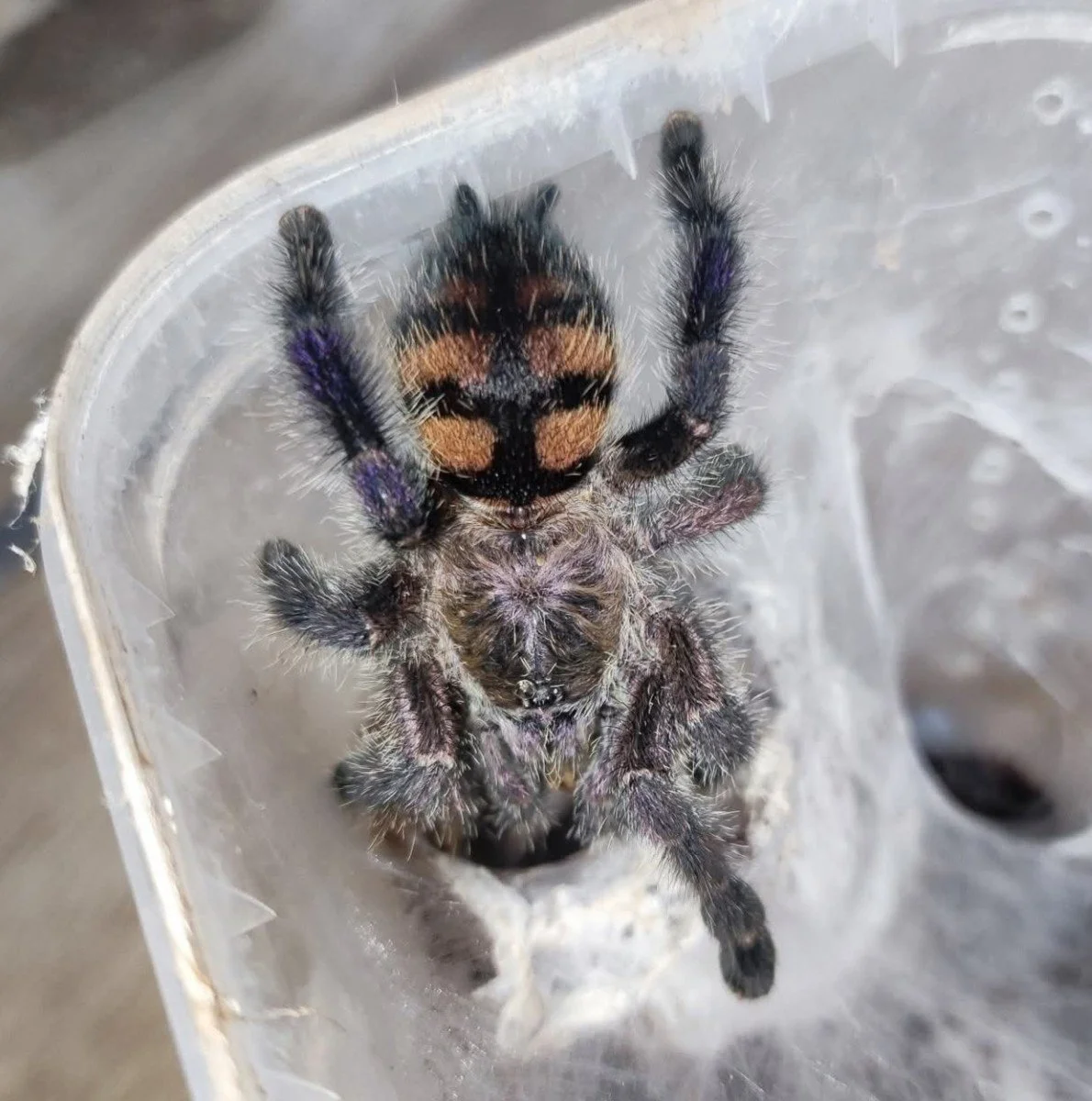Avicularia sp. Colombia (Silver Pink Toe) Juvenile 4-5cm