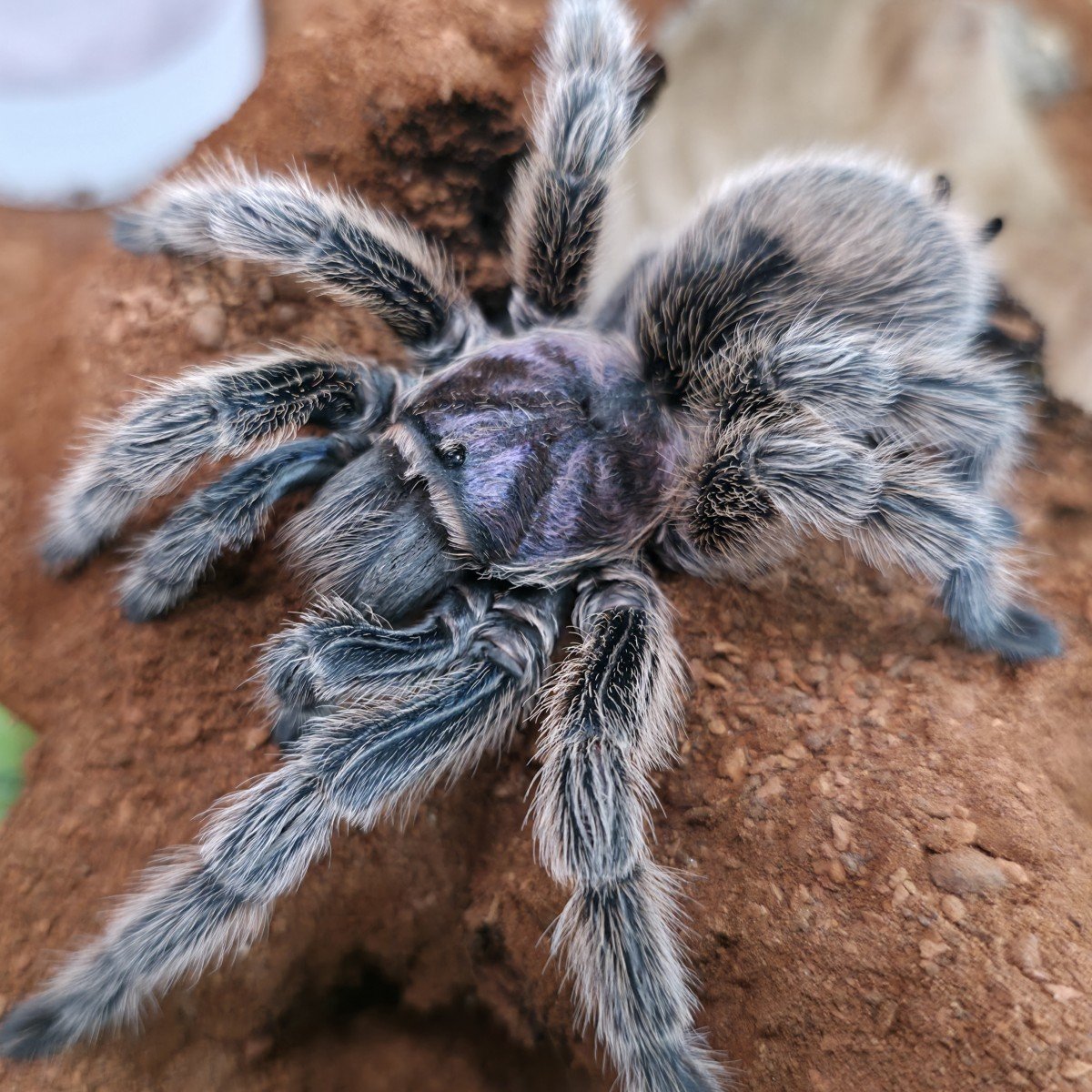 Grammostola rosea Sling 1cm