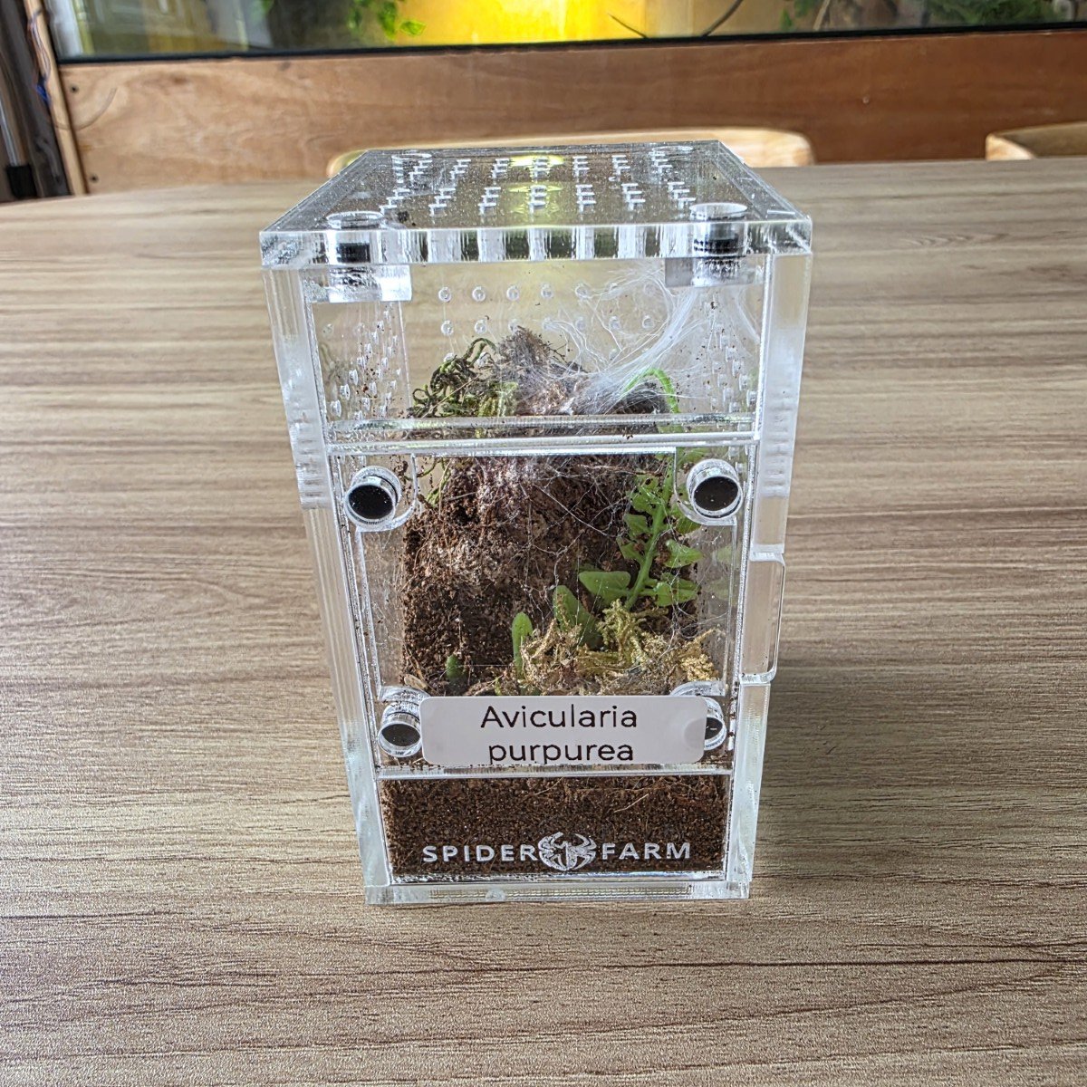 sling-arboreal-enclosure-6w-x-7d-x-95h-cm-2.jpg