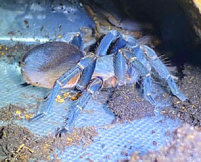 Pseudhapalopus sp. Ecuador Azul Sling 1-1.5cm