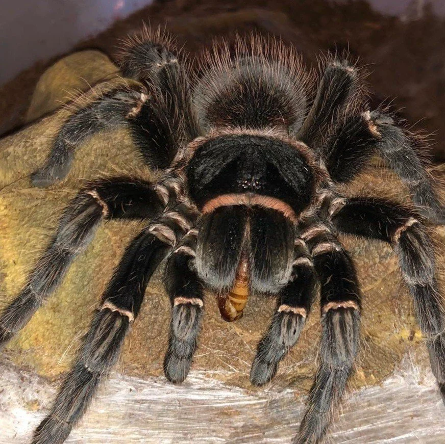 lasiodora-parahybana-salmon-pink-birdeater.jpg