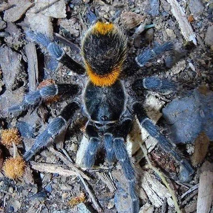 Homoeomma orellanai (Chilean Bumblebee) Sling 0.5-1cm