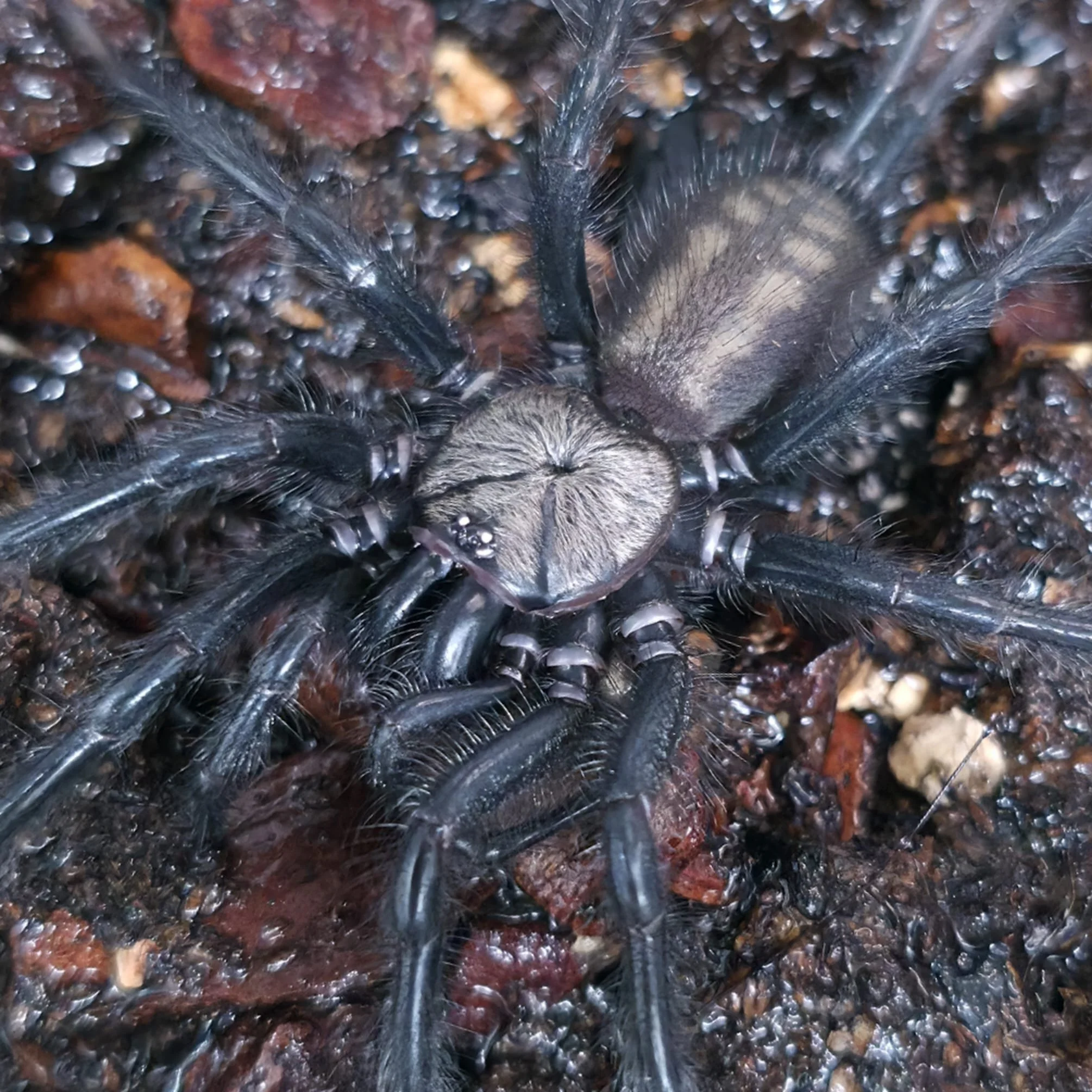Macrothele sp. Ghost Sub-Adult