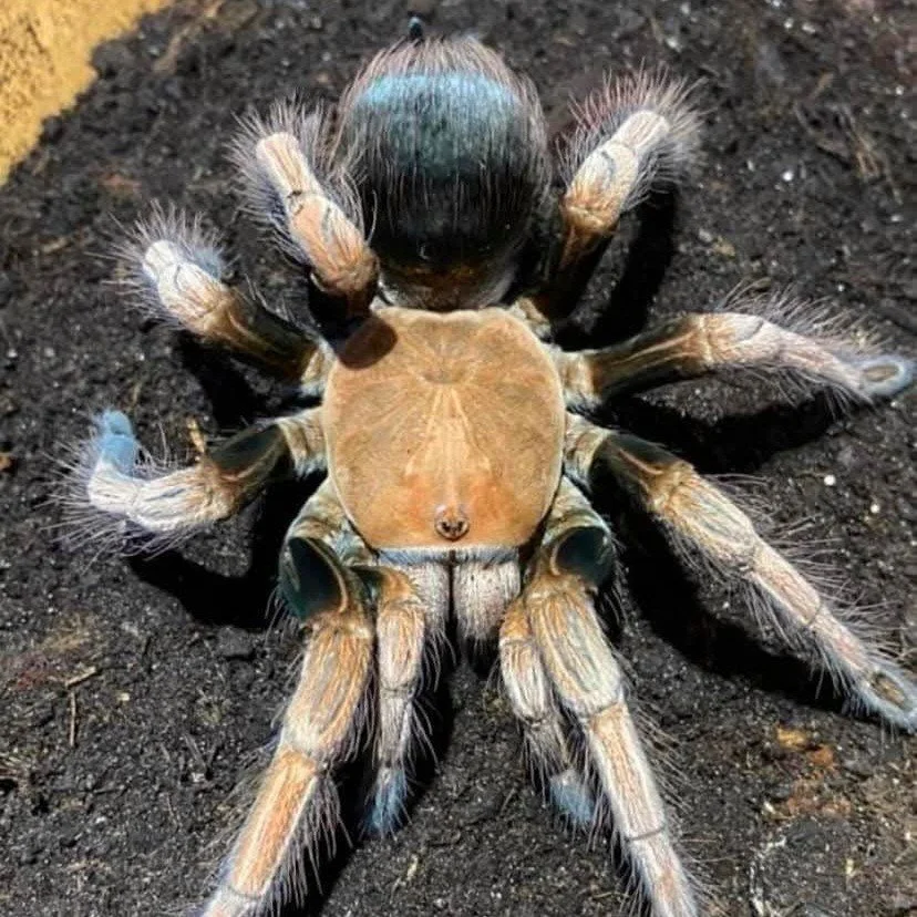 pamphobeteus-sp-light-4.jpg