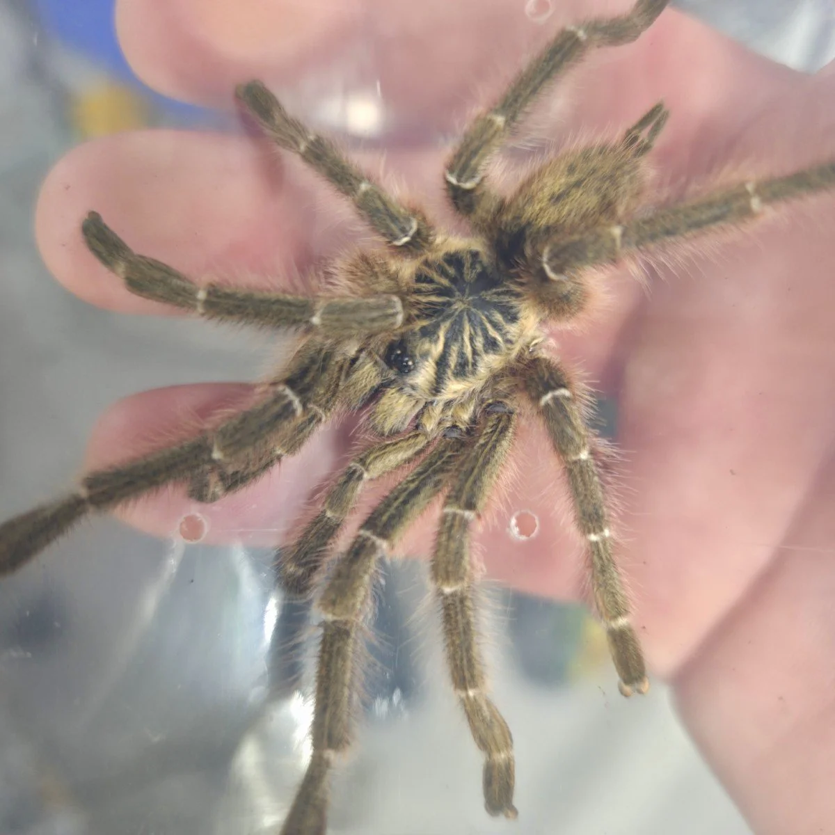 pterinochilus-murinus-kigoma.jpg