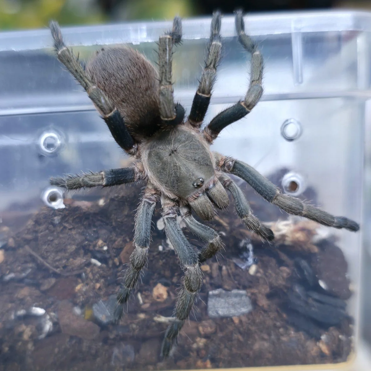 pseudhapalopus-sp-ecuador-azul-5.jpg