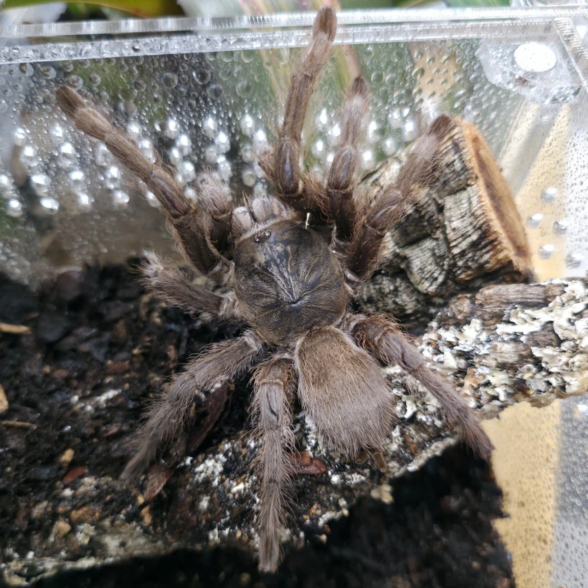 monocentropus-lambertoni-af-sam-4.jpg