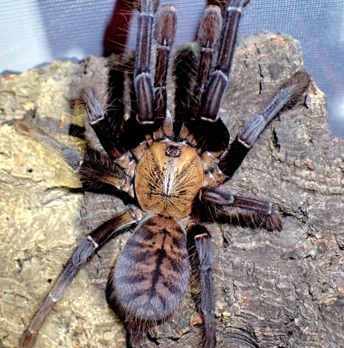 Phormingochilus sp. Ackaya (Ackaya Tree Tiger) Sling 2-3cm