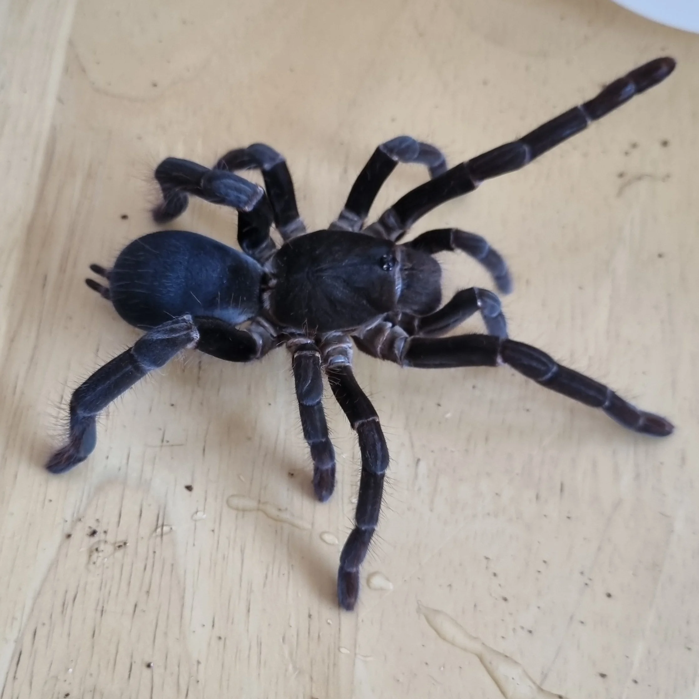 The Submersible Digger: Expert Care for the Hysterocrates gigas (Cameroon Red Baboon)