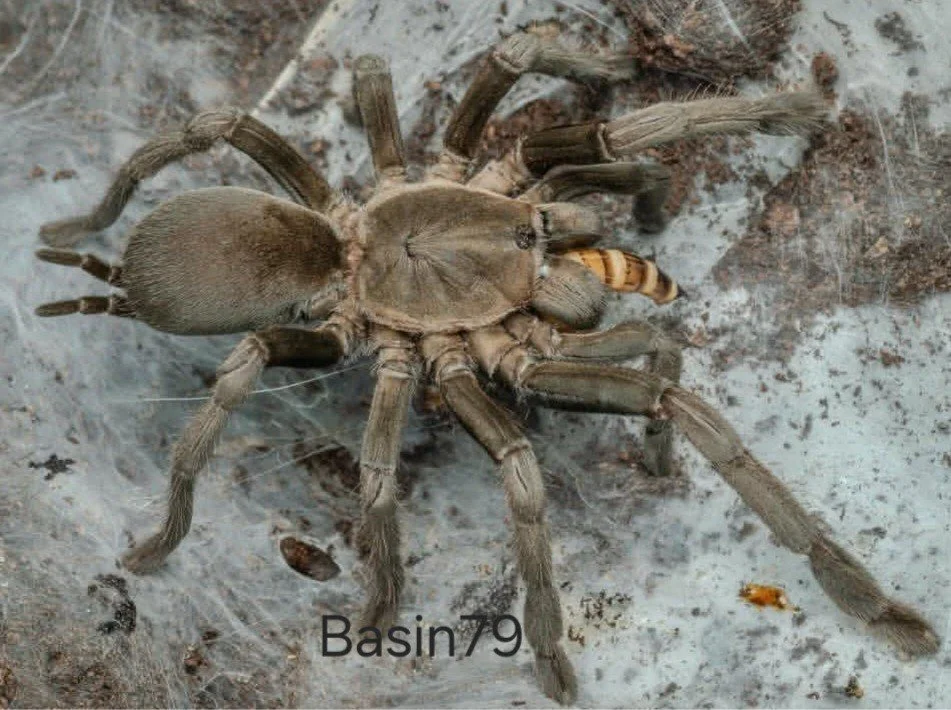 Beyond the Buzz: Discovering the Defensive Charm of the Whistling Spider Tarantula in the UK