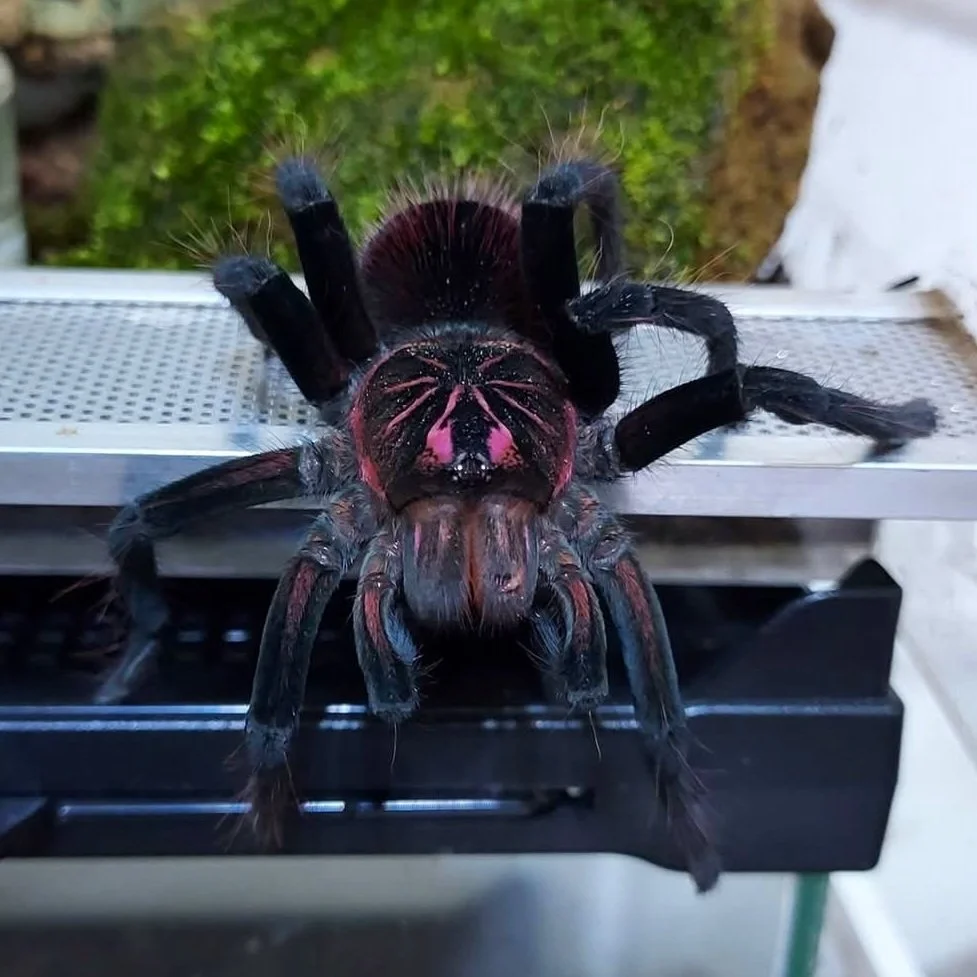 Pamphobeteus sp. “Pema” – A Striking New Giant from Ecuador