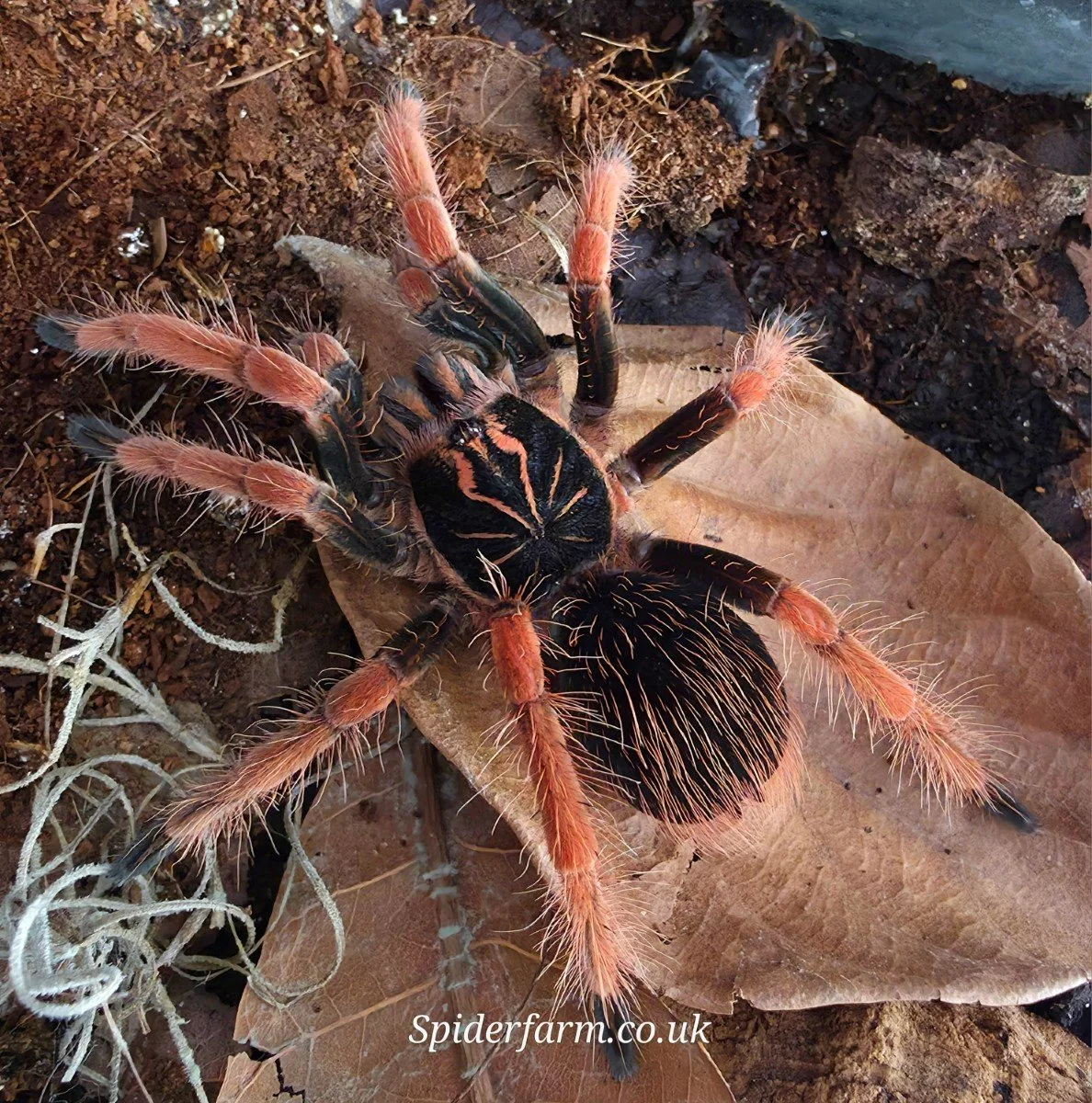 Discovering the Vibrant Charm of the Colombian Supernova Tarantula (Pamphobeteus sp. Solaris)
