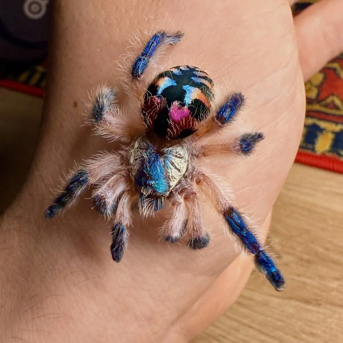 The Brazilian Jewel: A Guide to the Beautiful Arboreal Trapdoor Tarantula
