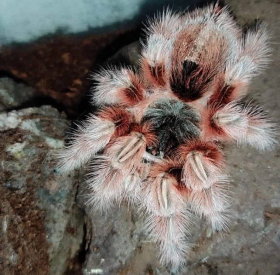 Grammostola sp. maule: Exploring a Truly Rare New-World Tarantula Species