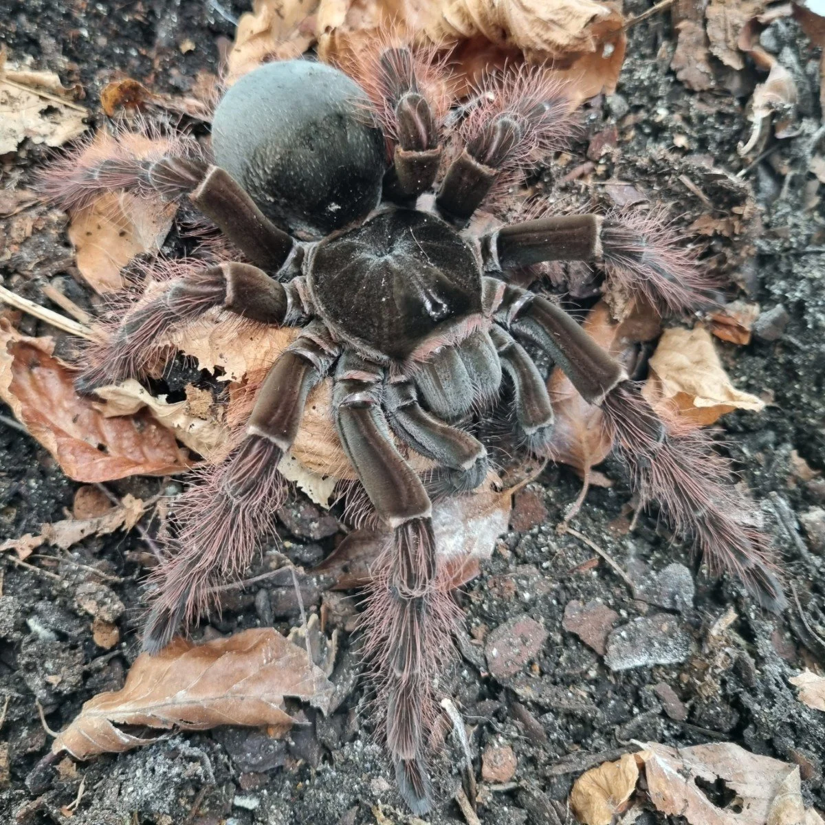 The Goliath Birdeater: A Guide to the World's Largest Tarantula
