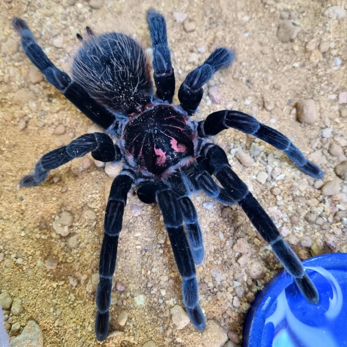 Mastering the Care of the Colombian Lesser Black Tarantula